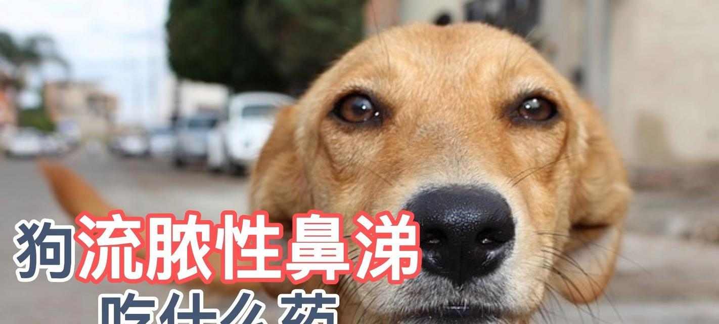 狗的预防性药物指南:科学选择保护爱犬健康(图2) 狗的预防性药物指南:科学选择保护爱犬健康(图2)