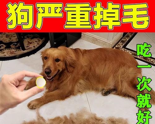 狗的预防性药物指南:科学选择保护爱犬健康(图3) 狗的预防性药物指南:科学选择保护爱犬健康(图3)