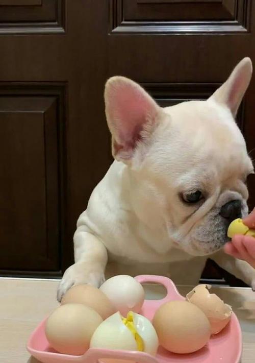 狗狗饥饿表现全解析，了解这些行为帮你更好照料宠物 - 悠悠酷狗网