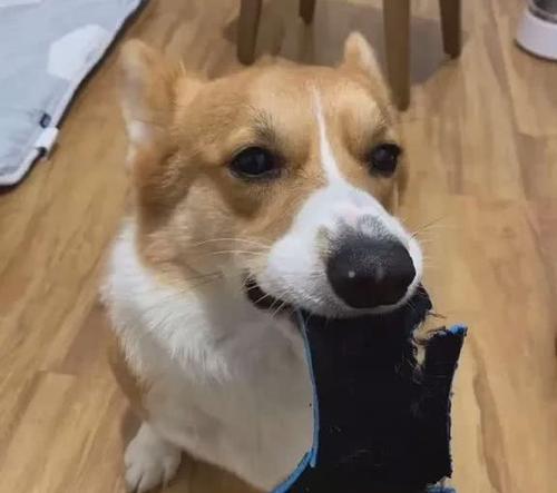 预防狗咬人事件的有效方法与行为指导 - 悠悠酷狗网