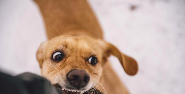 预防狗咬人事件的有效方法与行为指导(图3)