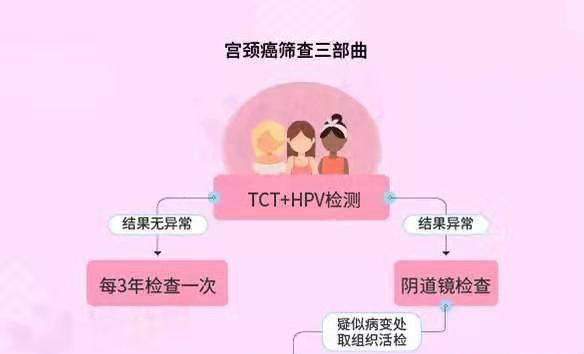 母猫阴道位置解析与繁殖健康指南(图2)