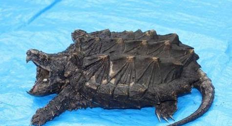 大鳄龟营养与饲养指南：健康成长的关键要素(图2)