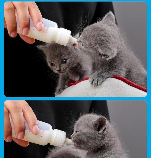 母猫阴道位置解析与繁殖健康指南(图1)