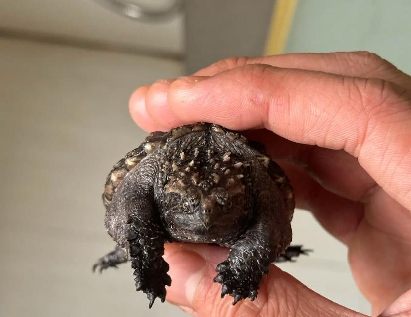 大鳄龟营养与饲养指南：健康成长的关键要素(图1)