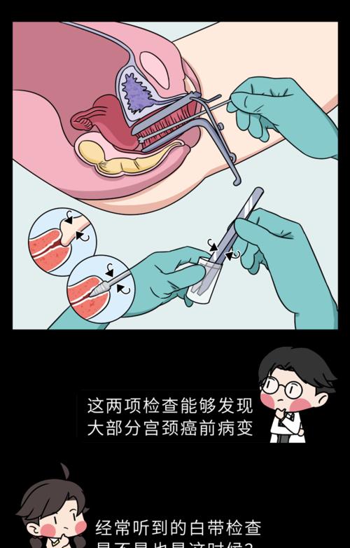 母猫阴道位置解析与繁殖健康指南(图3)