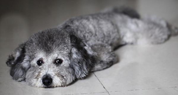 如何为灰色泰迪选择最适合的狗粮,保障健康与活力(图3) 如何为灰色泰迪选择最适合的狗粮,保障健康与活力(图3)