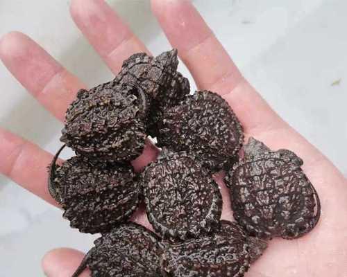 大鳄龟营养与饲养指南：健康成长的关键要素(图3)