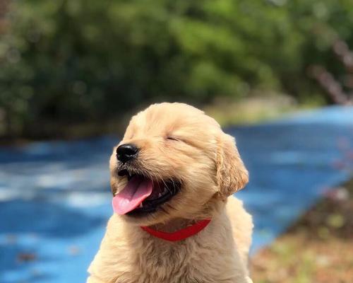 小金毛肉垫的颜色选择与心理效应全面解析(图1)