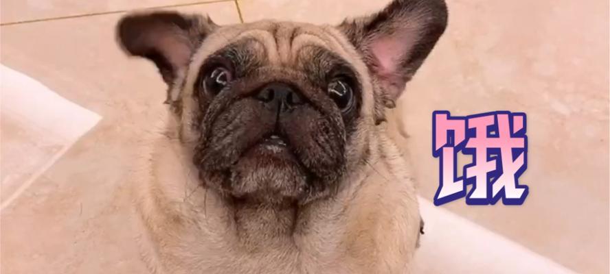 狗狗饥饿表现全解析，了解这些行为帮你更好照料宠物(图2)