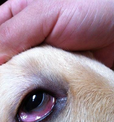 小金毛肉垫的颜色选择与心理效应全面解析(图2)