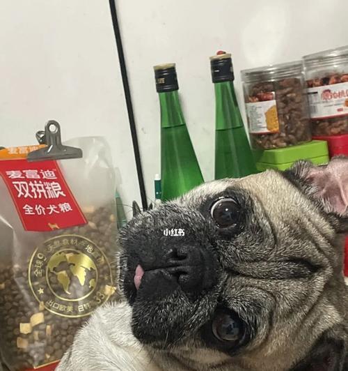 狗狗饥饿表现全解析，了解这些行为帮你更好照料宠物(图3)