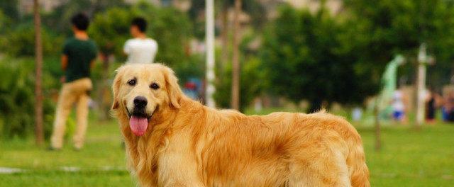 小金毛肉垫的颜色选择与心理效应全面解析(图3)