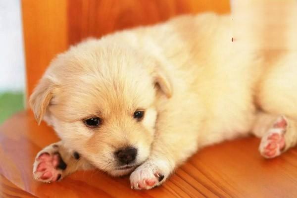 新生犬黄疸症 - 悠悠酷狗网