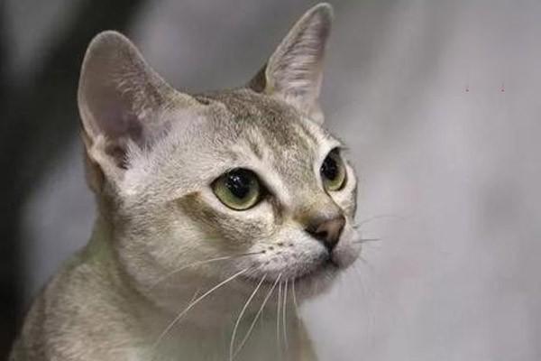 犬猫自身免疫性溶血性贫血(图2)