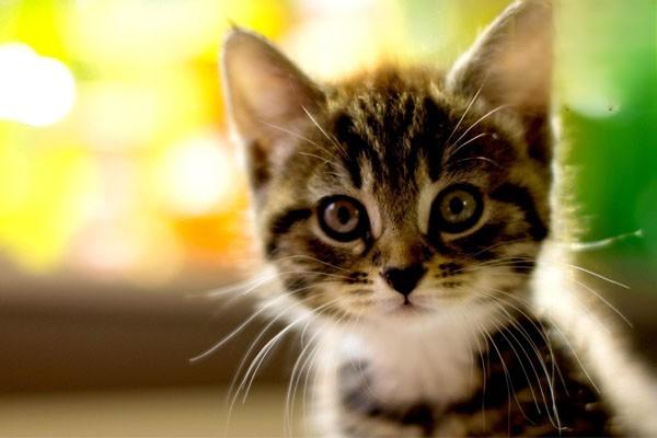 犬猫寻常性天疱疮(图2)