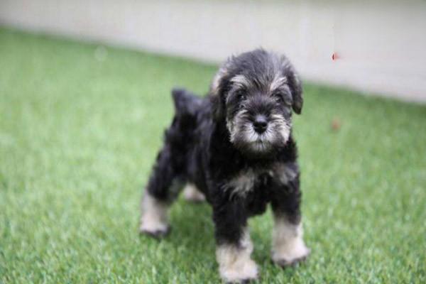 犬猫特发性皮炎 - 悠悠酷狗网