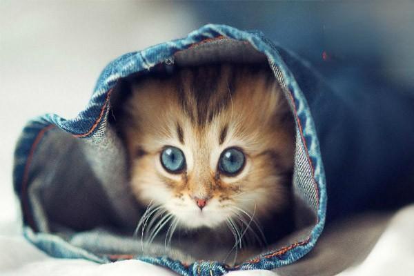 犬猫尿崩症 - 悠悠酷狗网