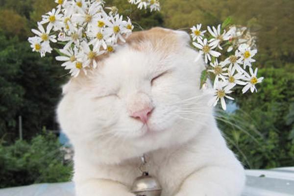 犬猫特发性皮炎(图2)