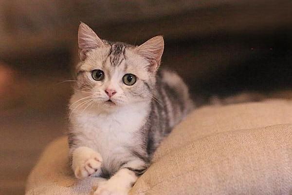 犬猫血小板减少症(图2)