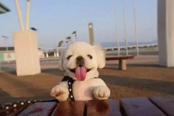 犬猫食物性变态反应（犬猫食物过敏） - 悠悠酷狗网