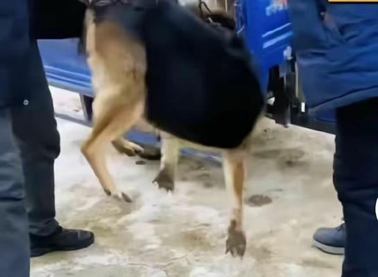 牧羊犬与放羊之间的默契(探索牧羊犬作为放羊工具的原因与优势)(图3) 牧羊犬与放羊之间的默契(探索牧羊犬作为放羊工具的原因与优势)(图3)