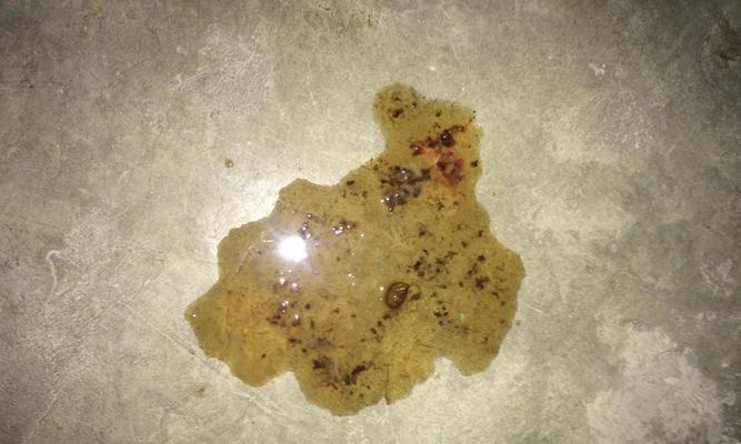 小而香（微观世界中的奇妙细节——细小便便的形态与特性）(图3)