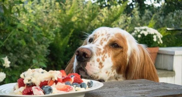 新生狗狗的饮食指南(为您的小狗提供健康的饮食)(图2) 新生狗狗的饮食指南(为您的小狗提供健康的饮食)(图2)