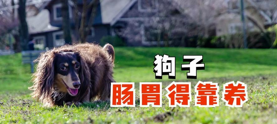 新生狗狗的饮食指南(为您的小狗提供健康的饮食)(图1) 新生狗狗的饮食指南(为您的小狗提供健康的饮食)(图1)