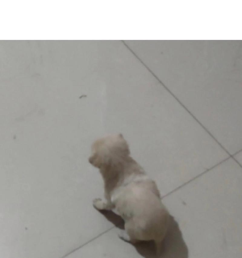 40多天的小狗狗应该吃什么?(满足小狗狗营养需求的最佳饮食选择)(图1) 40多天的小狗狗应该吃什么?(满足小狗狗营养需求的最佳饮食选择)(图1)