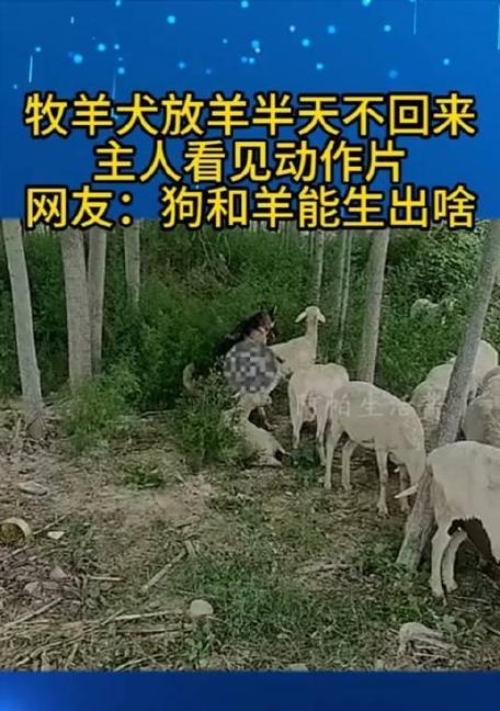 牧羊犬与放羊之间的默契（探索牧羊犬作为放羊工具的原因与优势） - 悠悠酷狗网