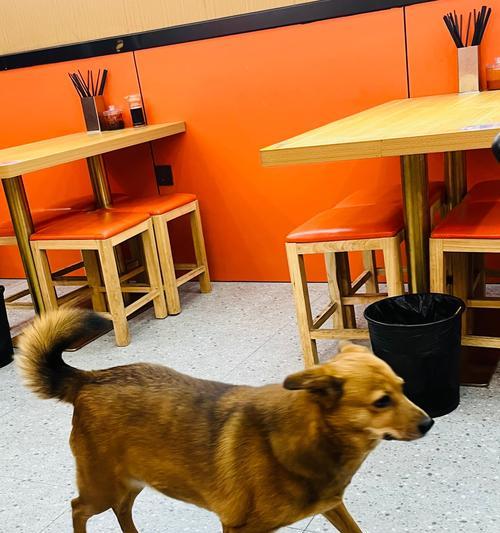 40多天的小狗狗应该吃什么?(满足小狗狗营养需求的最佳饮食选择)(图2) 40多天的小狗狗应该吃什么?(满足小狗狗营养需求的最佳饮食选择)(图2)