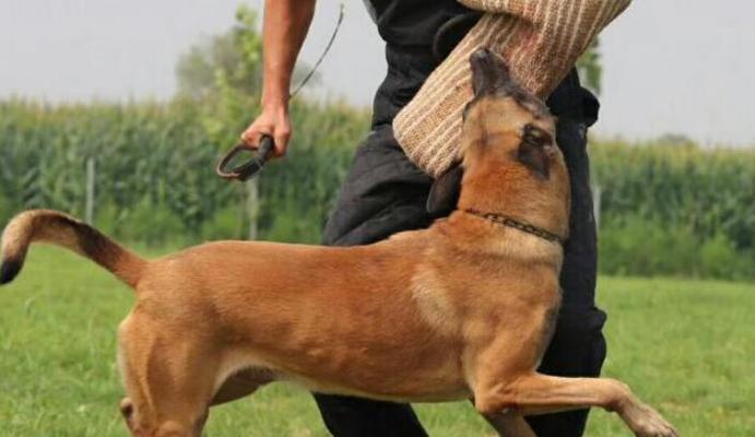 以杜高犬能打什么猎物(杜高犬的狩猎技能与特长)(图2) 以杜高犬能打什么猎物(杜高犬的狩猎技能与特长)(图2)