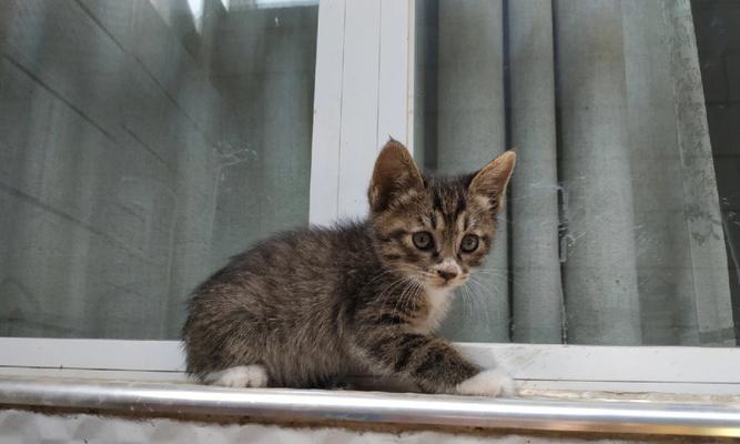 探寻三色狸花猫的迷人之处(解析三色狸花猫的品种特点与魅力)(图2) 探寻三色狸花猫的迷人之处(解析三色狸花猫的品种特点与魅力)(图2)
