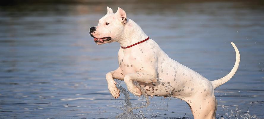 以杜高犬能打什么猎物(杜高犬的狩猎技能与特长)(图1) 以杜高犬能打什么猎物(杜高犬的狩猎技能与特长)(图1)