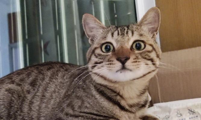 探寻三色狸花猫的迷人之处(解析三色狸花猫的品种特点与魅力)(图3) 探寻三色狸花猫的迷人之处(解析三色狸花猫的品种特点与魅力)(图3)