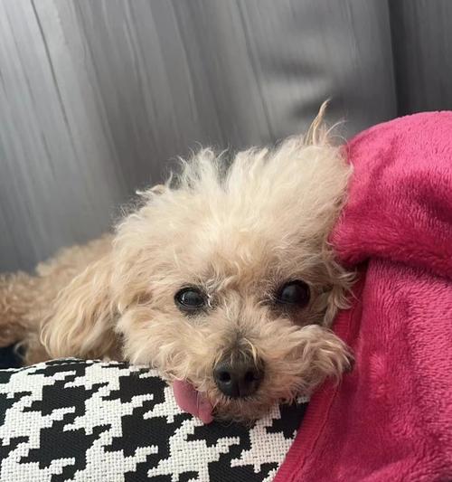 泰迪小狗呕吐怎么办？快速恢复的营养饮食攻略（有效应对泰迪小狗呕吐的营养方案，帮助 - 悠悠酷狗网