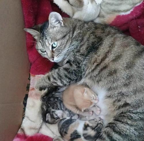 探寻三色狸花猫的迷人之处(解析三色狸花猫的品种特点与魅力)(图1) 探寻三色狸花猫的迷人之处(解析三色狸花猫的品种特点与魅力)(图1)