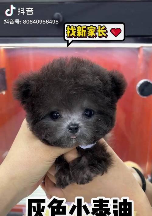 泰迪小狗呕吐怎么办?快速恢复的营养饮食攻略(有效应对泰迪小狗呕吐的营养方案,帮助它们健康快速恢复)(图2) 泰迪小狗呕吐怎么办?快速恢复的营养饮食攻略(有效应对泰迪小狗呕吐的营养方案,帮助它们健康快速恢复)(图2)