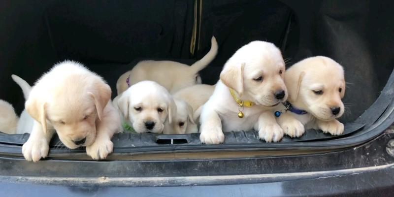 40天小狗喂什么好?(科学喂养让小狗健康成长)(图2) 40天小狗喂什么好?(科学喂养让小狗健康成长)(图2)