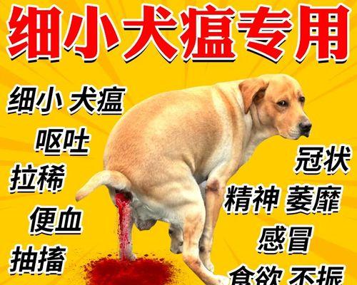 如何治疗狗狗犬瘟引起的腹泻?(药物治疗是关键,适当饮食也很重要)(图3) 如何治疗狗狗犬瘟引起的腹泻?(药物治疗是关键,适当饮食也很重要)(图3)