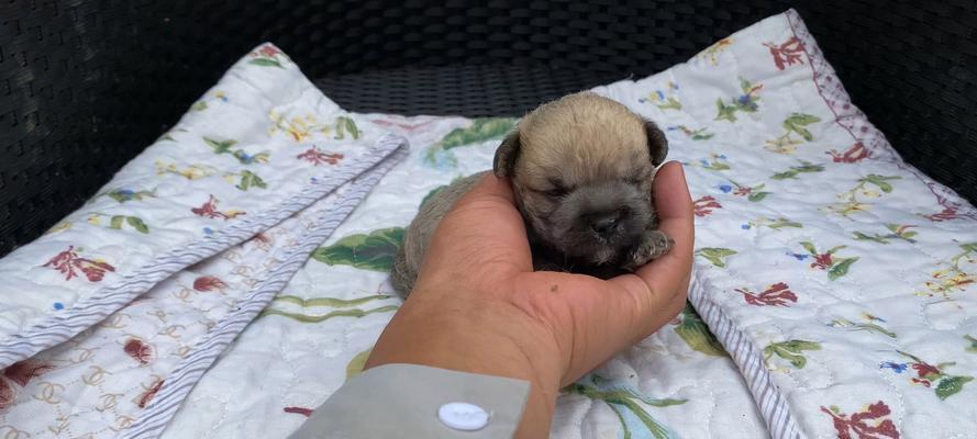 40天小狗喂什么好?(科学喂养让小狗健康成长)(图3) 40天小狗喂什么好?(科学喂养让小狗健康成长)(图3)