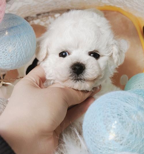 40天小狗喂什么好？（科学喂养让小狗健康成长） - 悠悠酷狗网