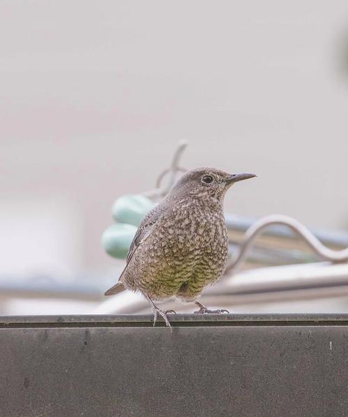 鸟类食物选择与适应策略全面解析,揭示生态奥秘(图3) 鸟类食物选择与适应策略全面解析,揭示生态奥秘(图3)