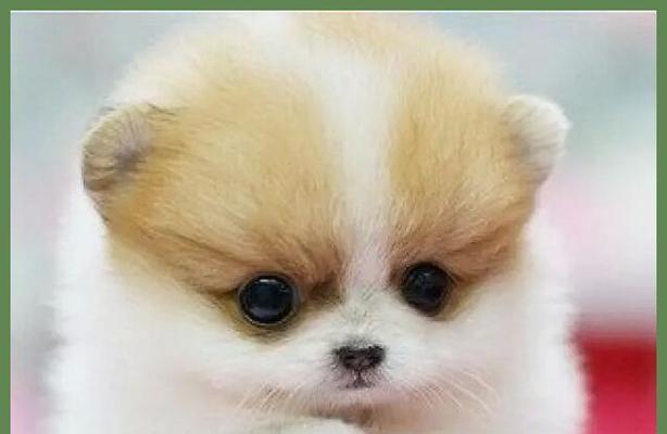 迷你贵宾犬小布的全面介绍：特点、养护与训练指南(图3)