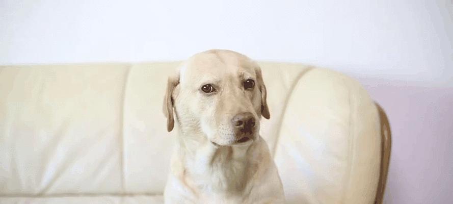 迷你贵宾犬小布的全面介绍：特点、养护与训练指南(图2)