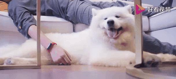 萨摩耶狗粮选择指南：促进肌肉增长的关键因素 - 悠悠酷狗网