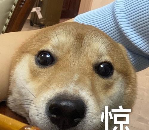 狗鼻子凉凉的秘密：健康和嗅觉的关键指示器(图1)