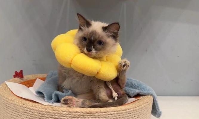 迷你贵宾犬小布的全面介绍：特点、养护与训练指南 - 悠悠酷狗网