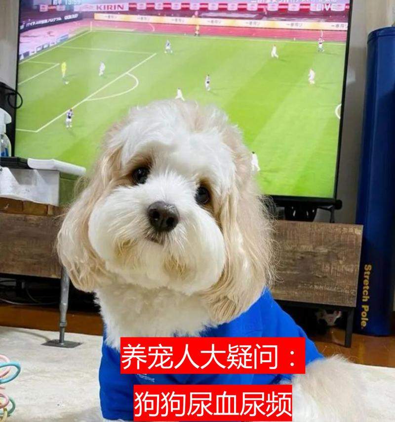 小狗尿血的常见原因与有效治疗方案详解(图2)